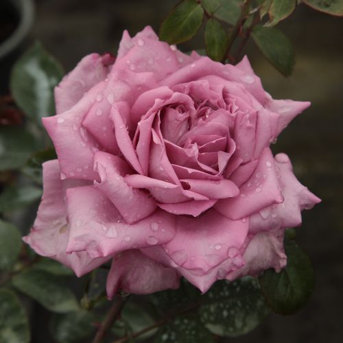 E-commerce, vendita, rose, in, vaso rose ibridi di tea - rosa - viola - Rosa Orchid Masterpiece™ - rosa dal profumo discreto - Eugene S. Boerner - ,-